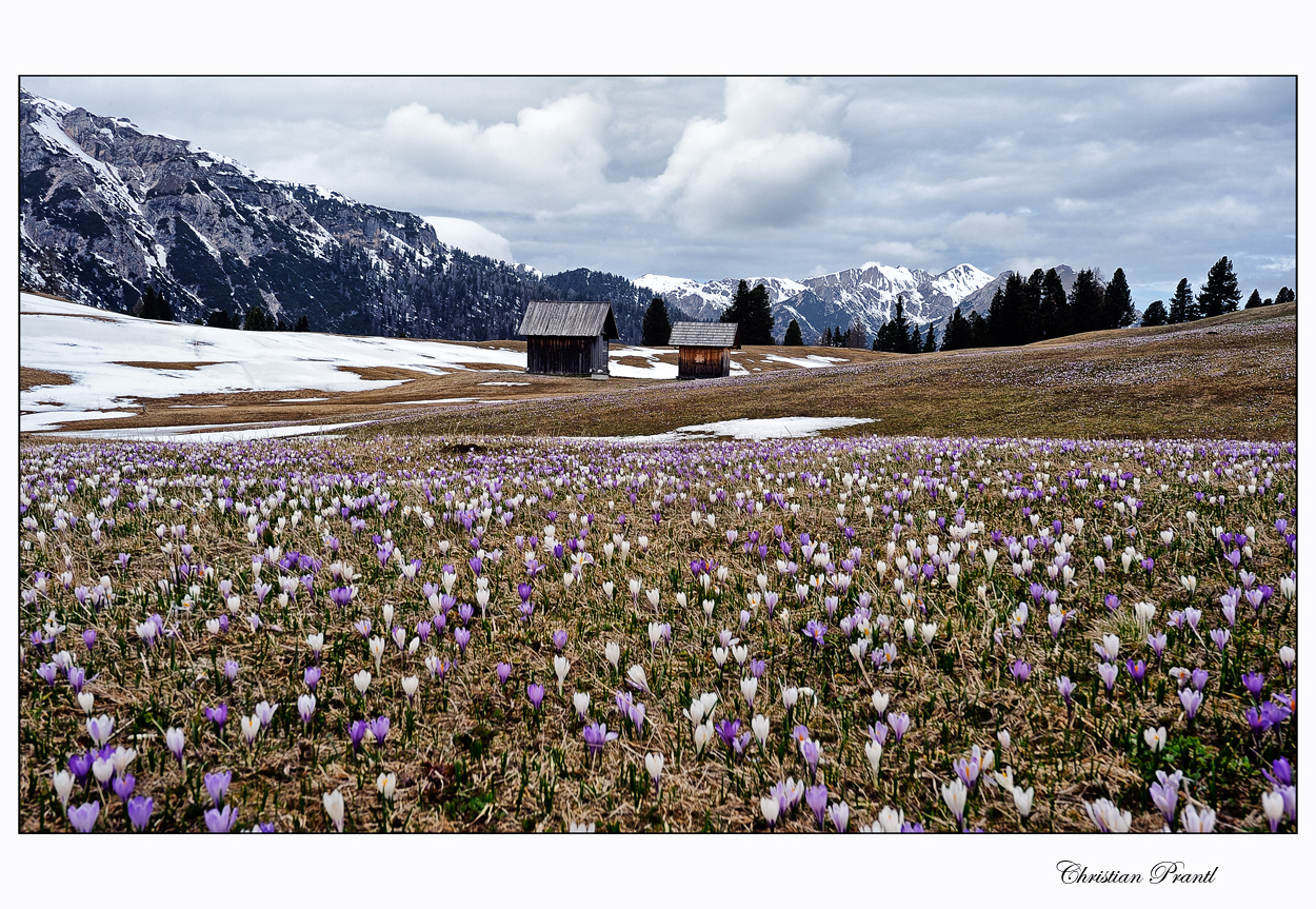 ***Frühling in Plätzwiese***