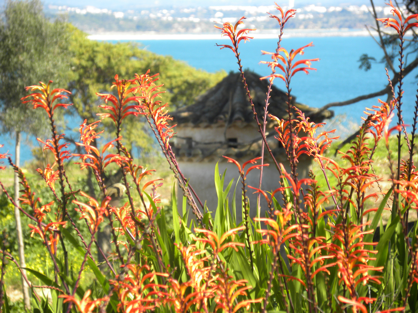 Frühling in Portugal