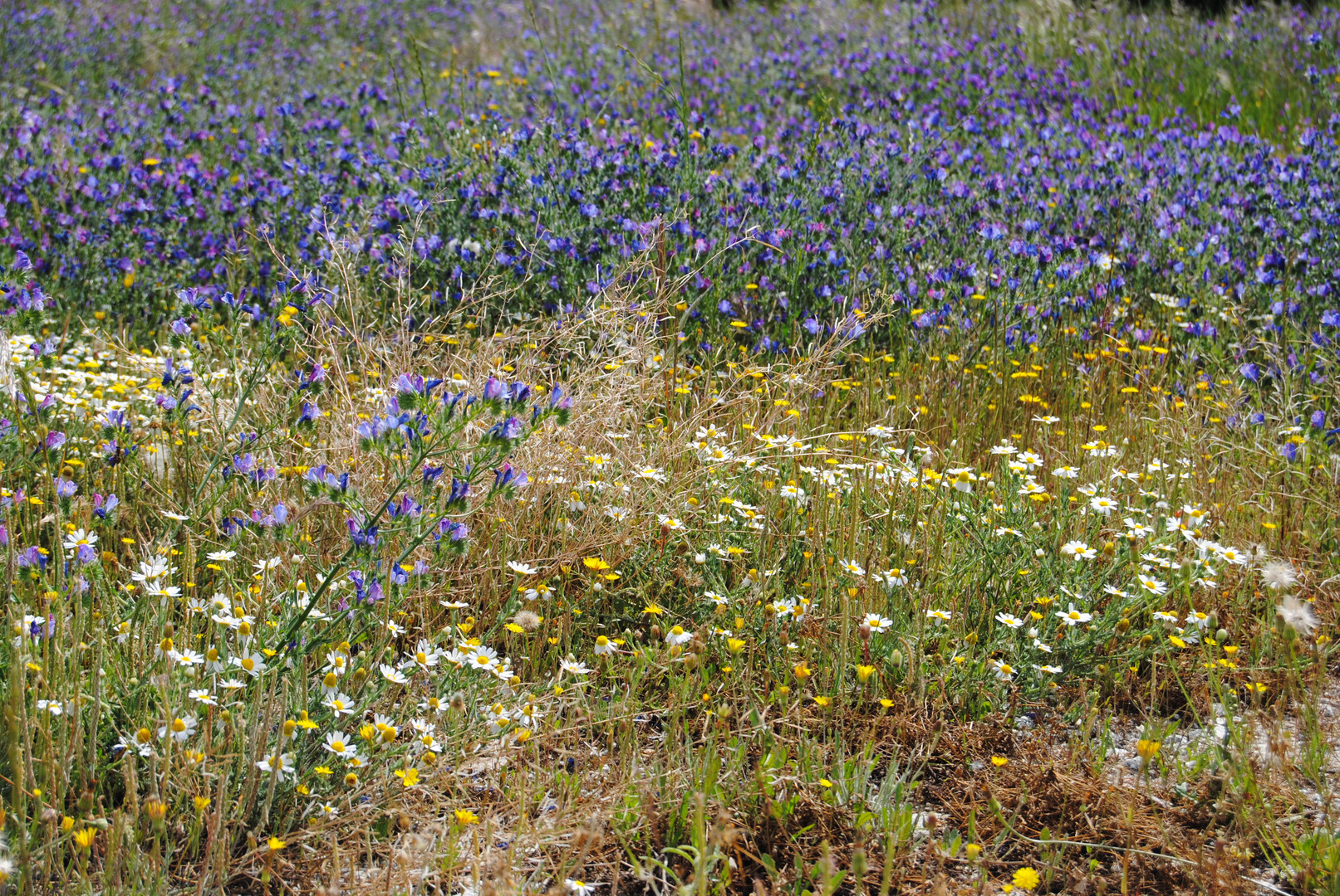 Frühling in Portugal