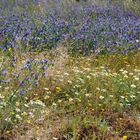 Frühling in Portugal