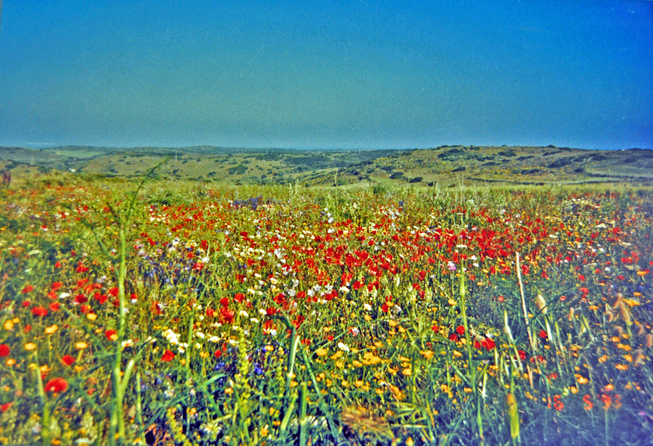 Frühling in Portugal