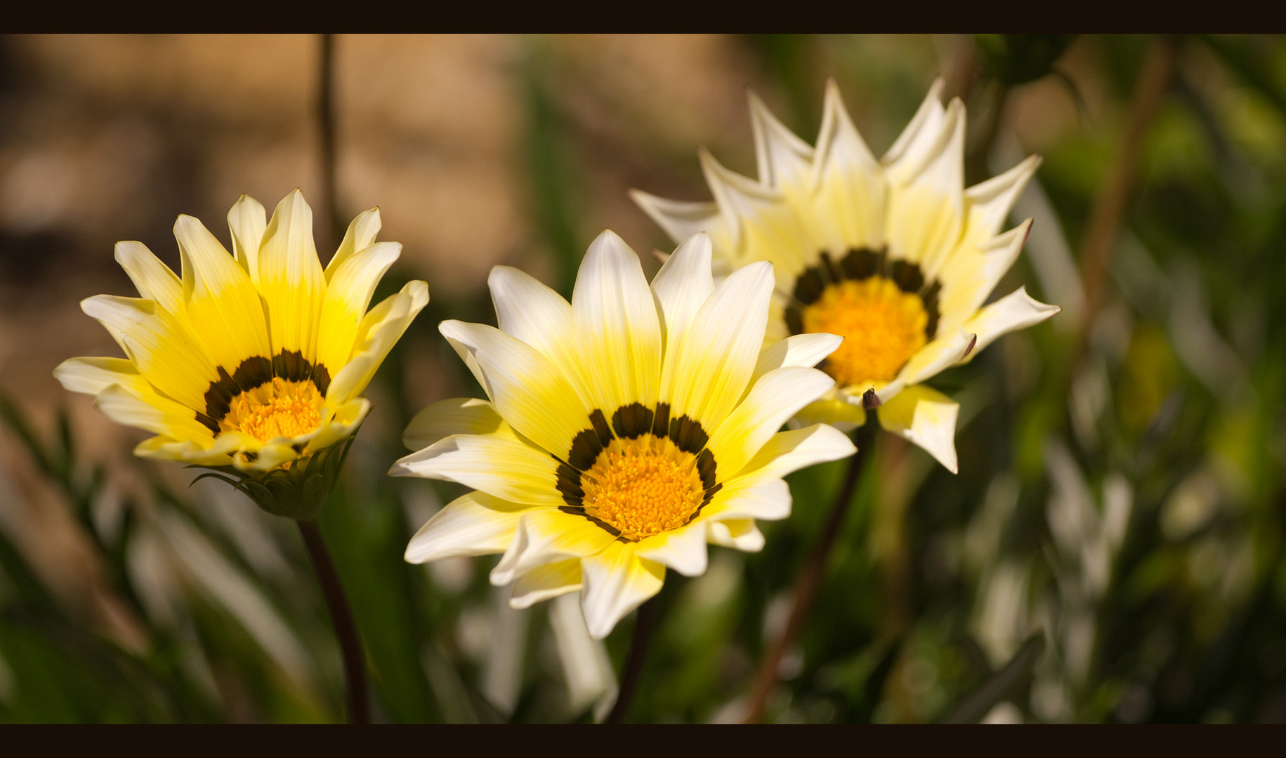 Frühling in Portugal Algarve