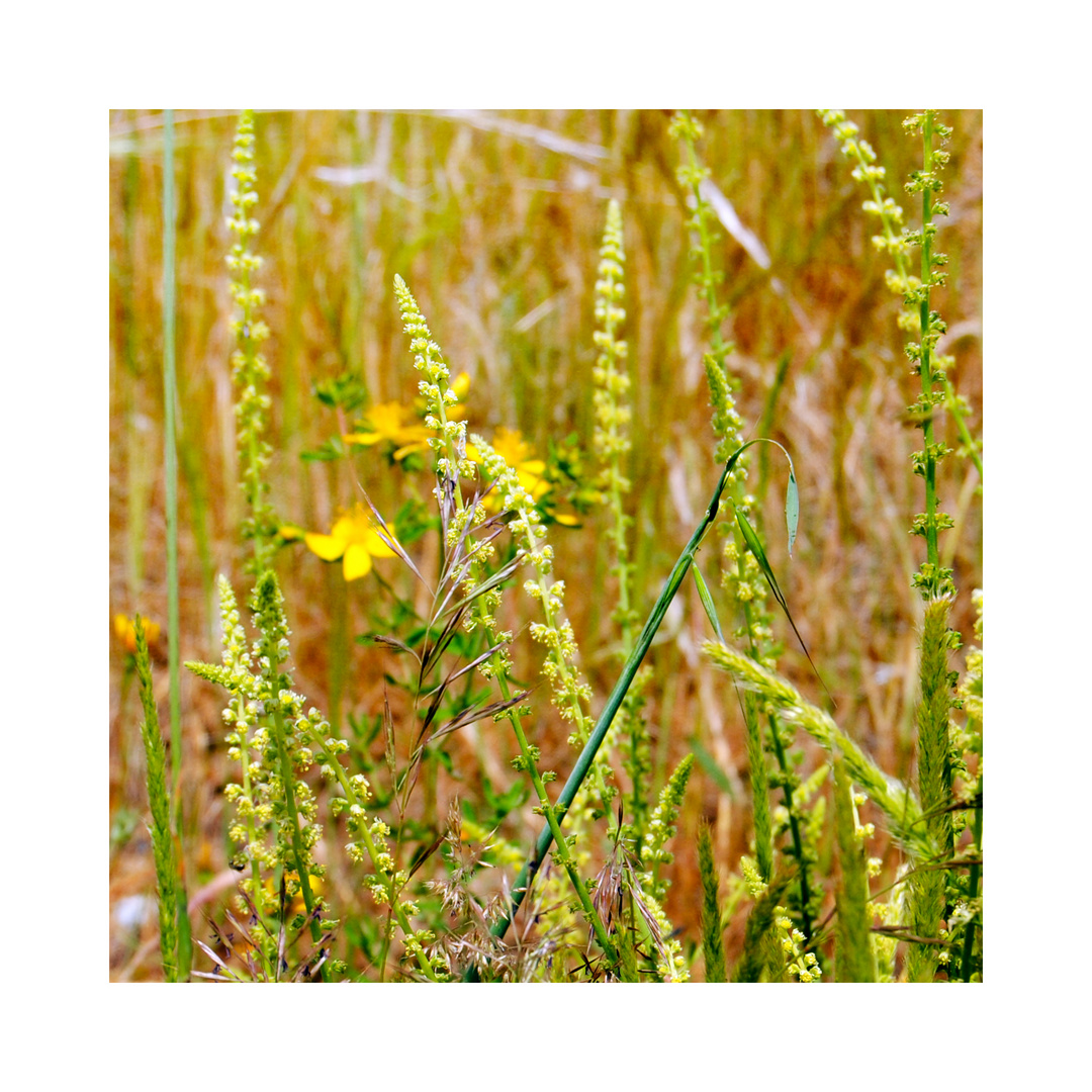 Frühling in Portugal