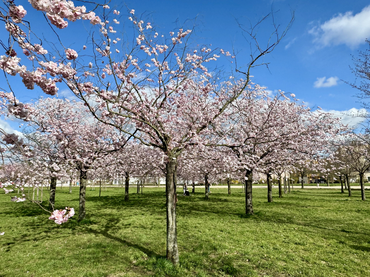 Frühling in Potsdam