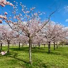 Frühling in Potsdam