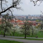 Frühling in Prag