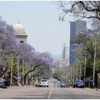 Frühling in Pretoria