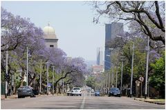 Frühling in Pretoria