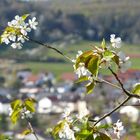 Frühling in Ramsen (Pfalz)