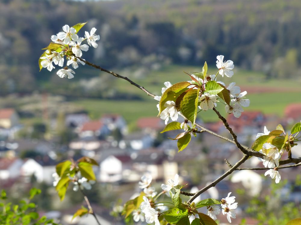 Frühling in Ramsen (Pfalz)