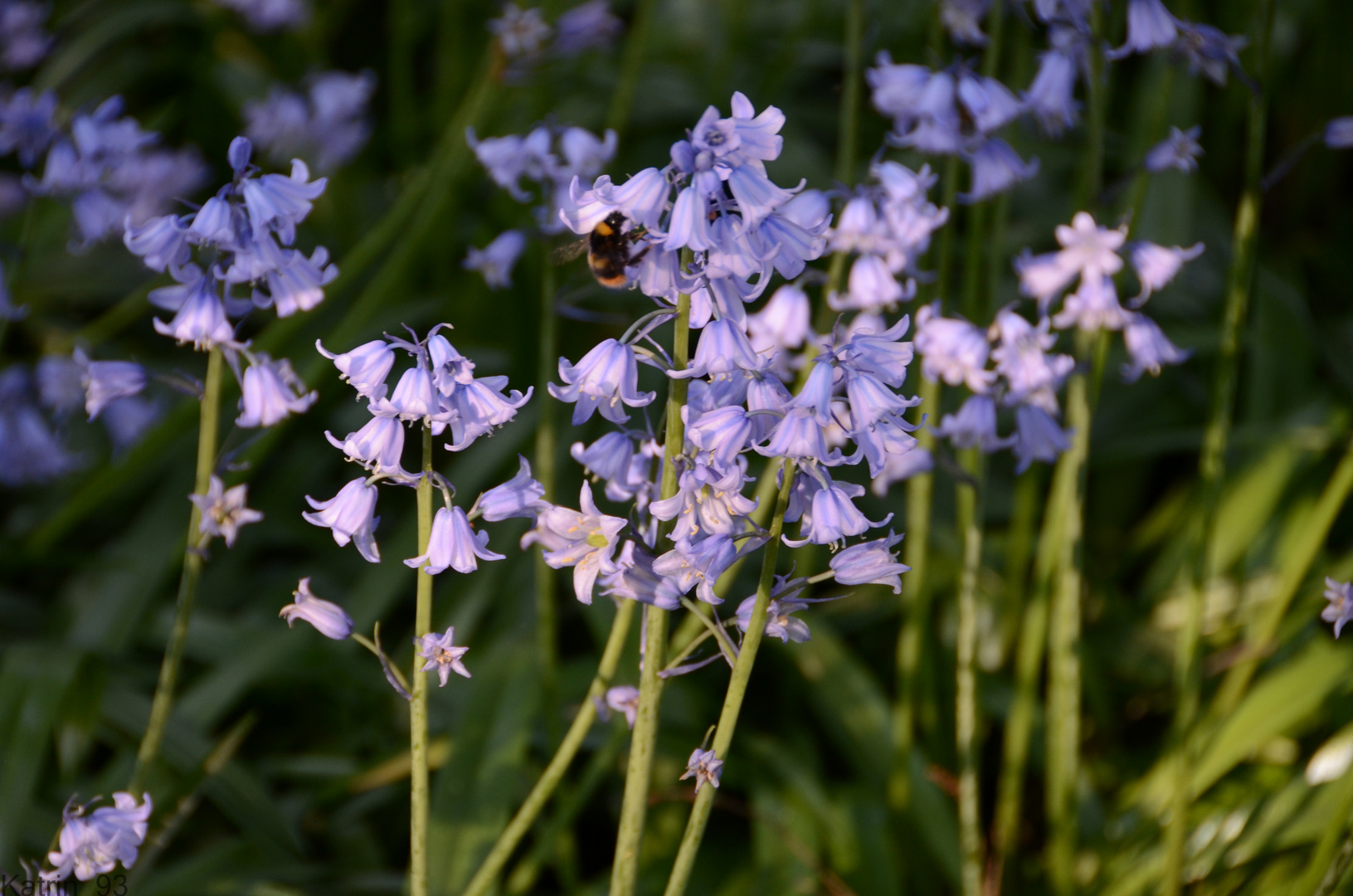 Frühling in Ratingen