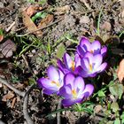 Frühling in Regensburg