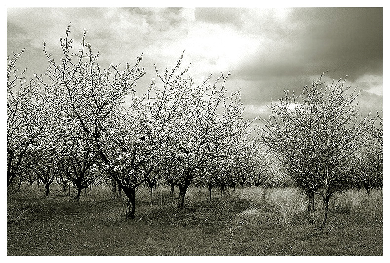 Frühling in Reih und Glied