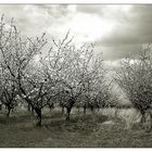 Frühling in Reih und Glied