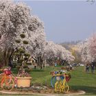 Frühling in Remich