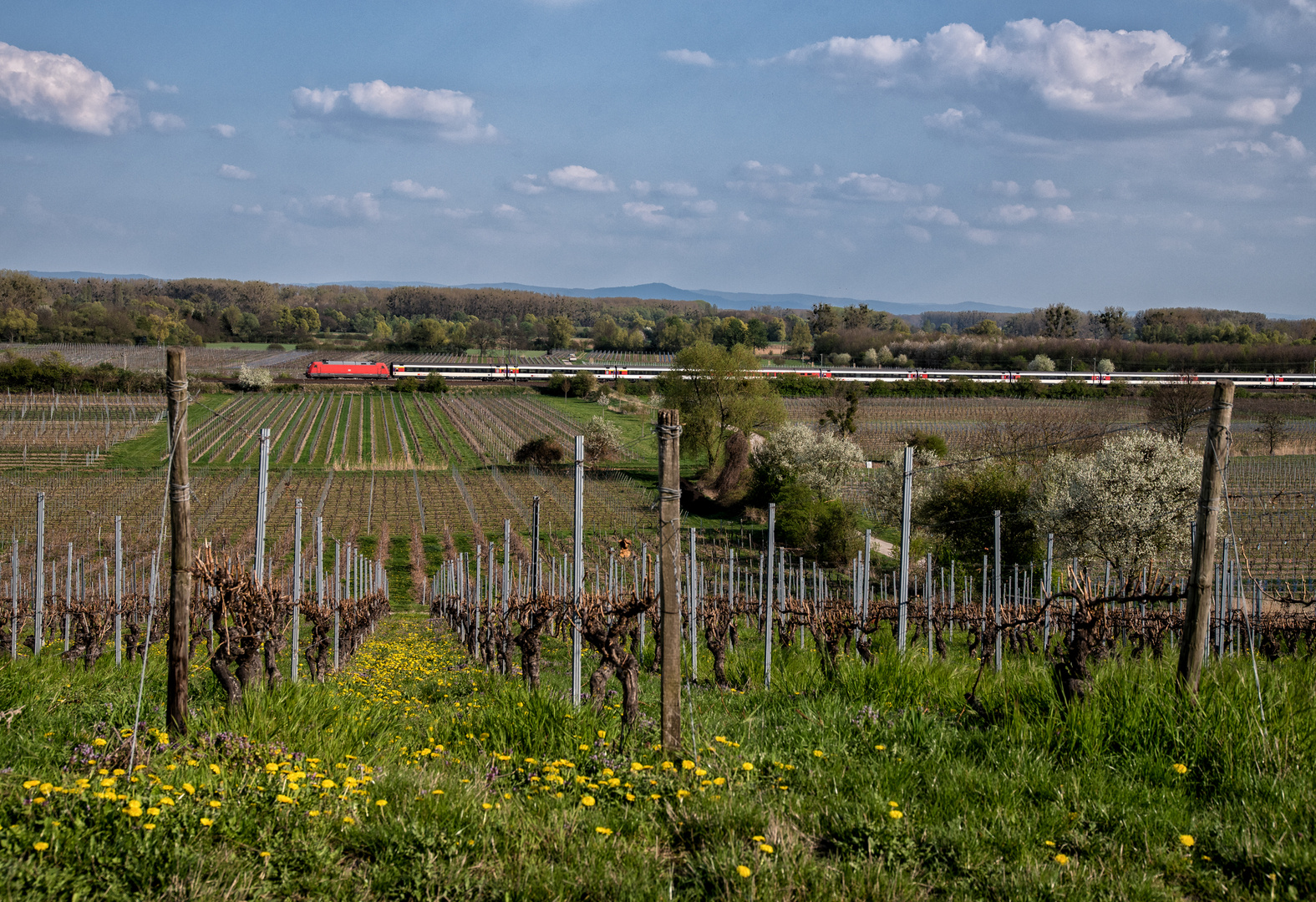 Frühling in Rheinhessen