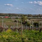 Frühling in Rheinhessen