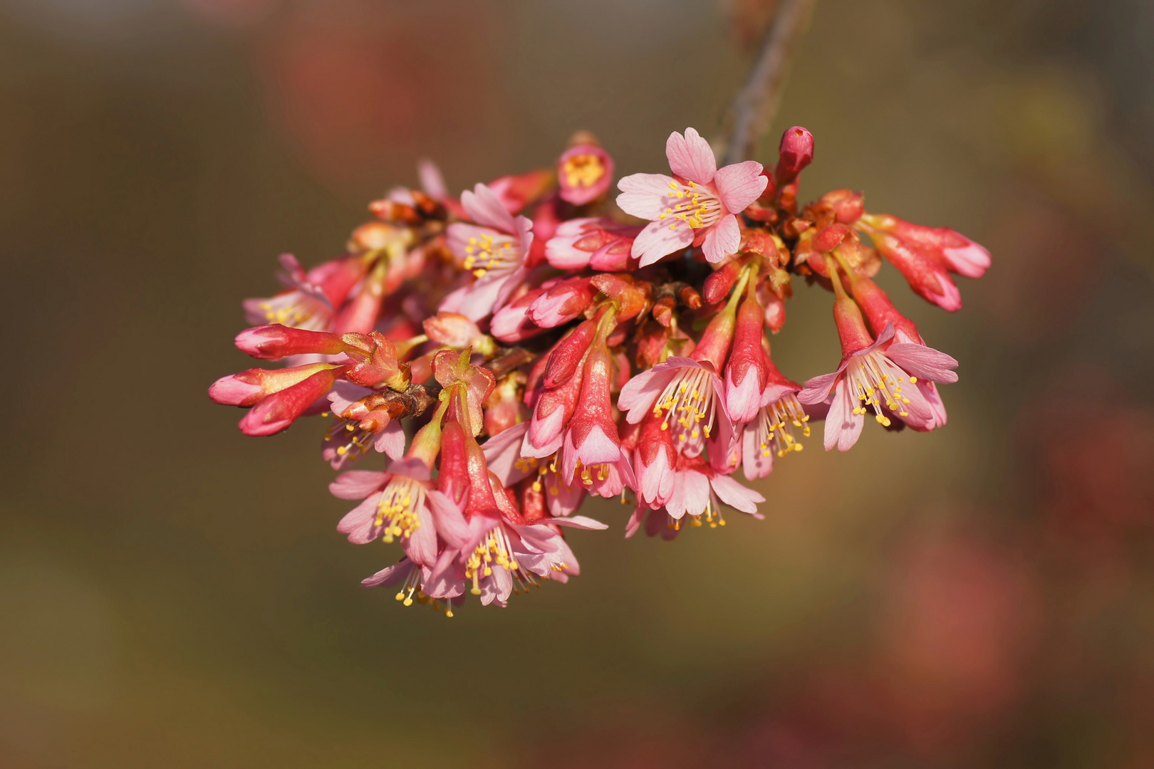 Frühling in Rosa