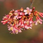 Frühling in Rosa