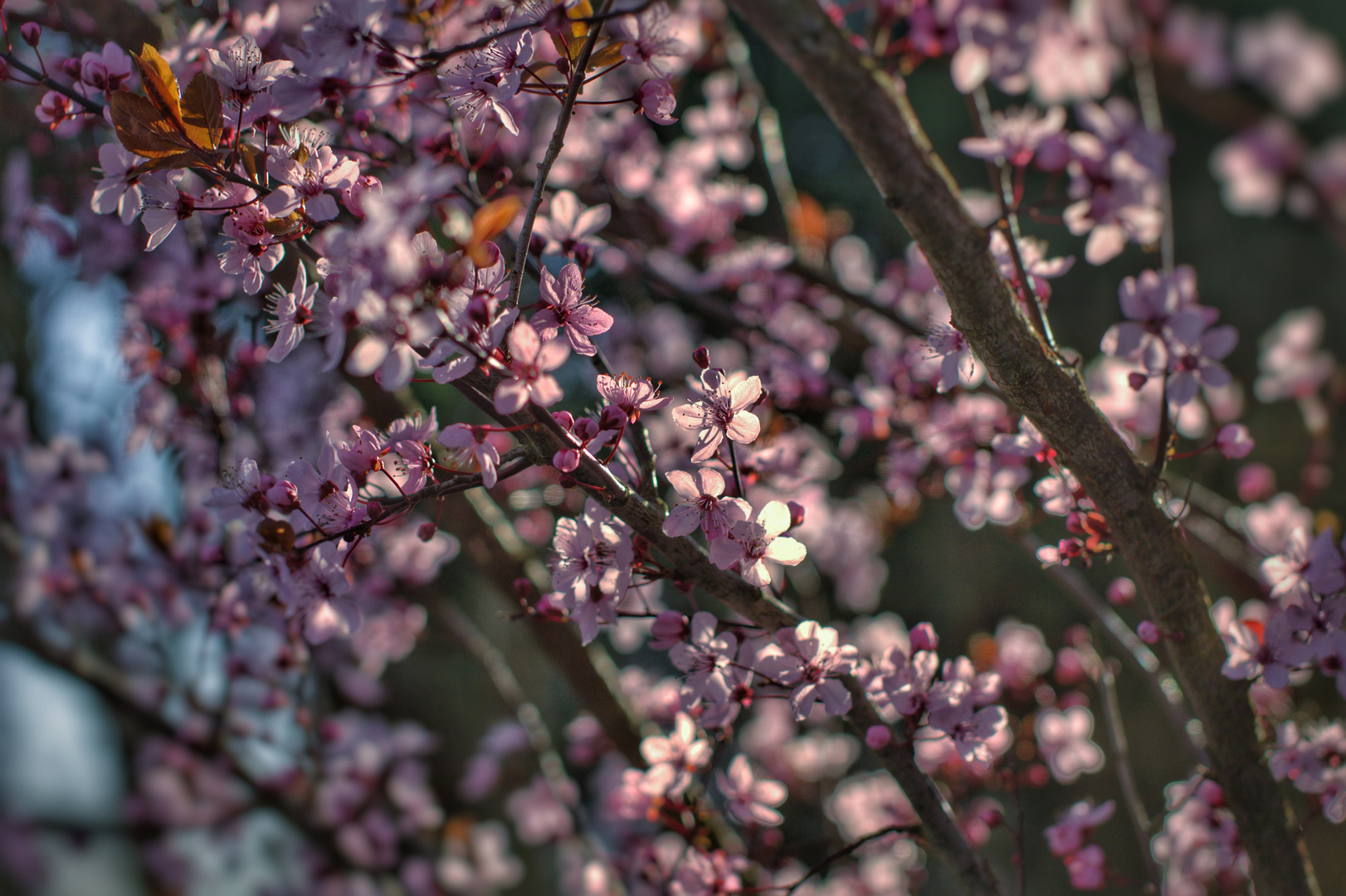 Frühling in rosa 