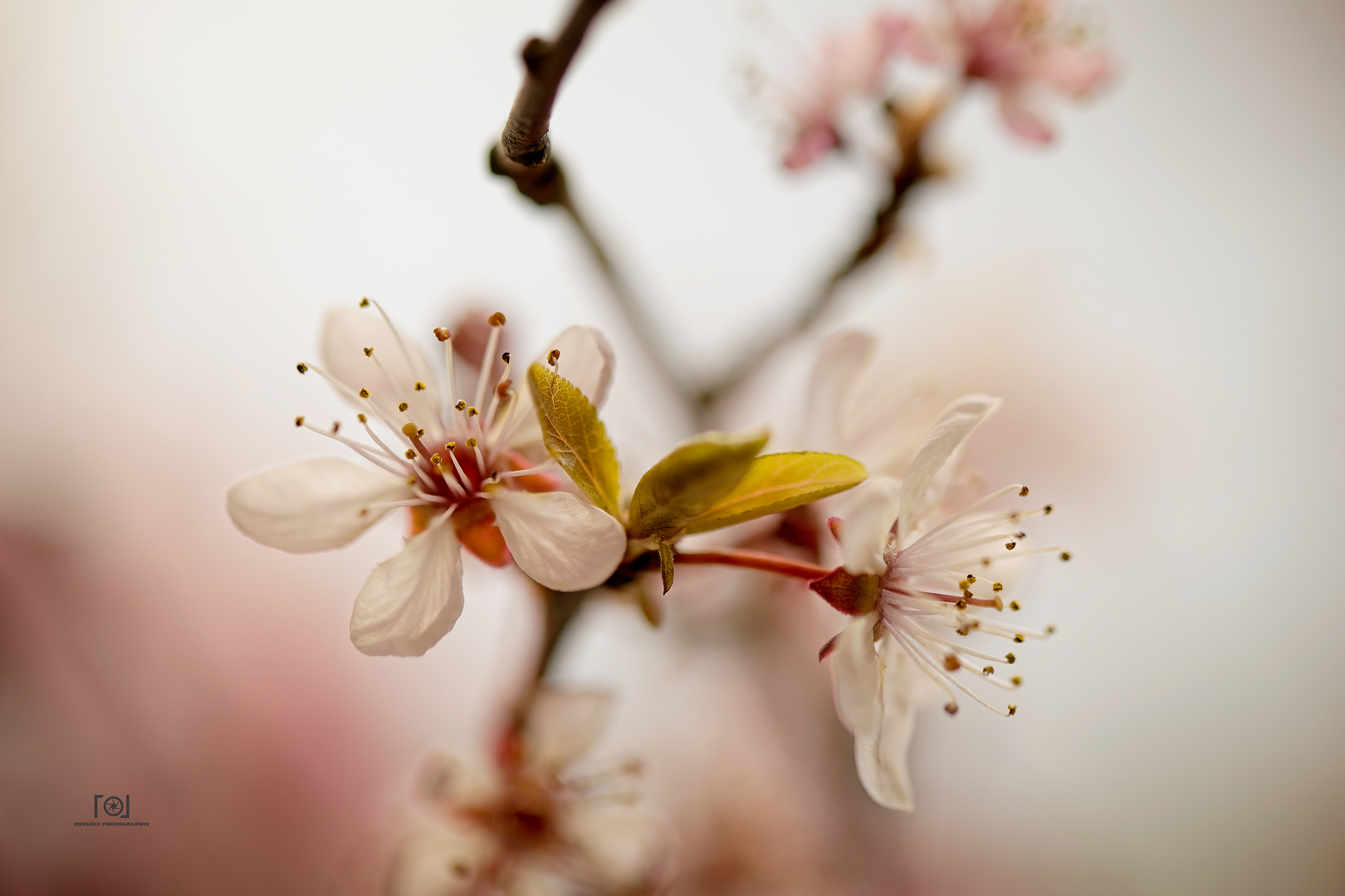 Frühling in rosa