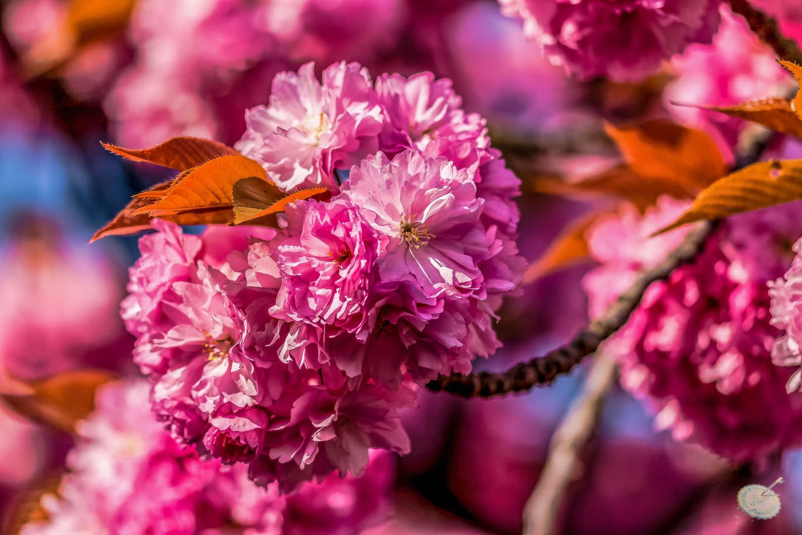 Frühling in rosa .... Zierkirsche 1