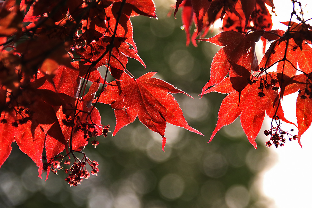 Frühling in ROT