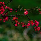 Frühling in rot