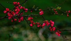 Frühling in rot