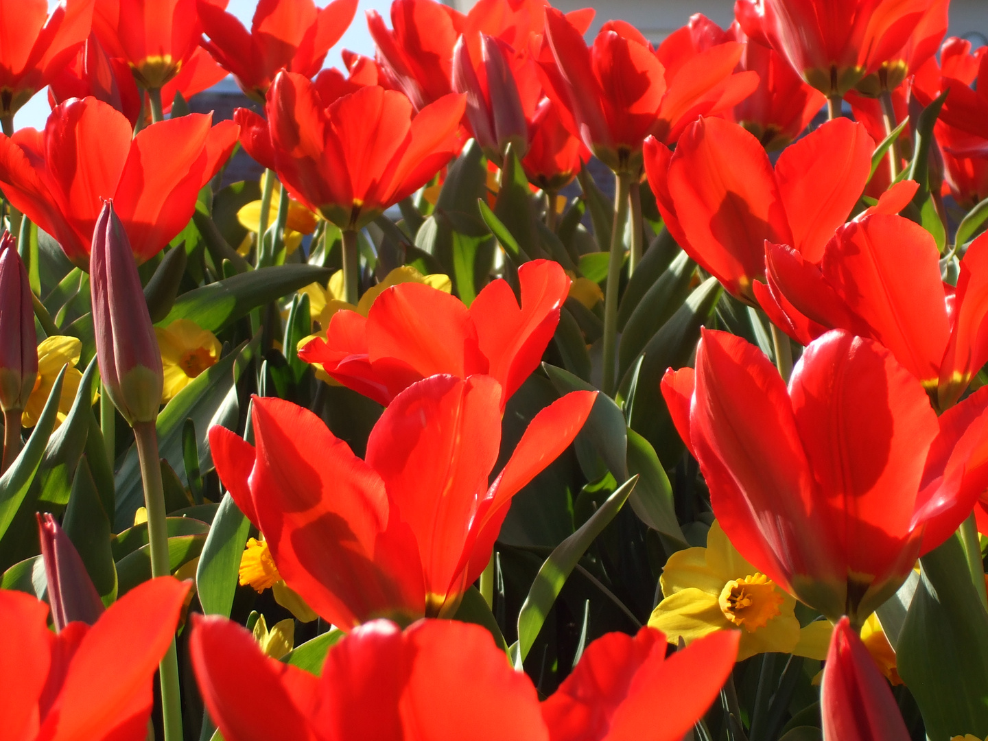 Frühling in Rot