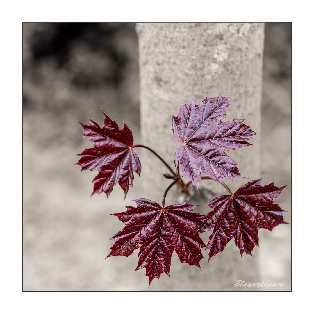 Frühling in Rot