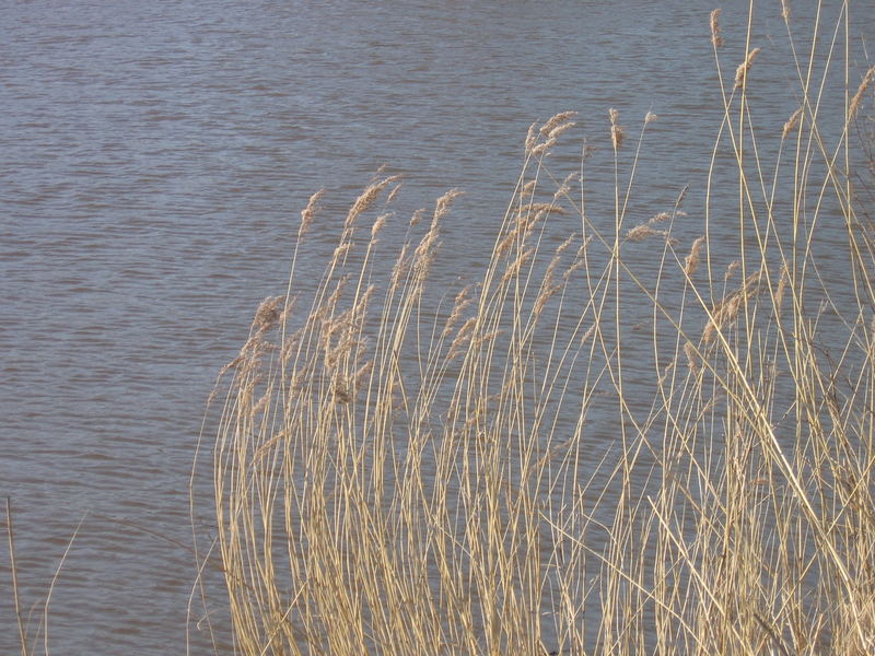 Frühling in Rüstersiel