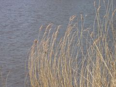 Frühling in Rüstersiel