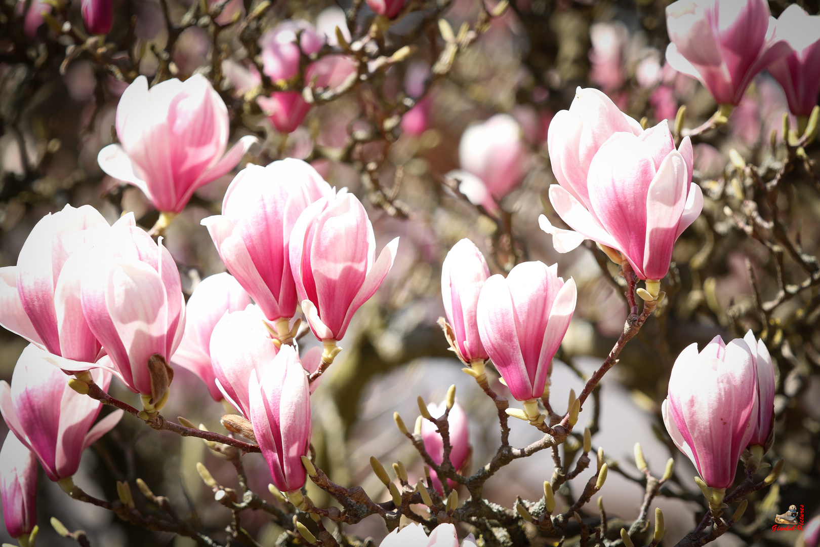 Frühling in Saarlouis