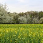 Frühling in Sachsen