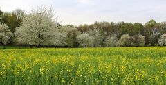 Frühling in Sachsen