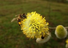 Frühling in Samurskaja 1