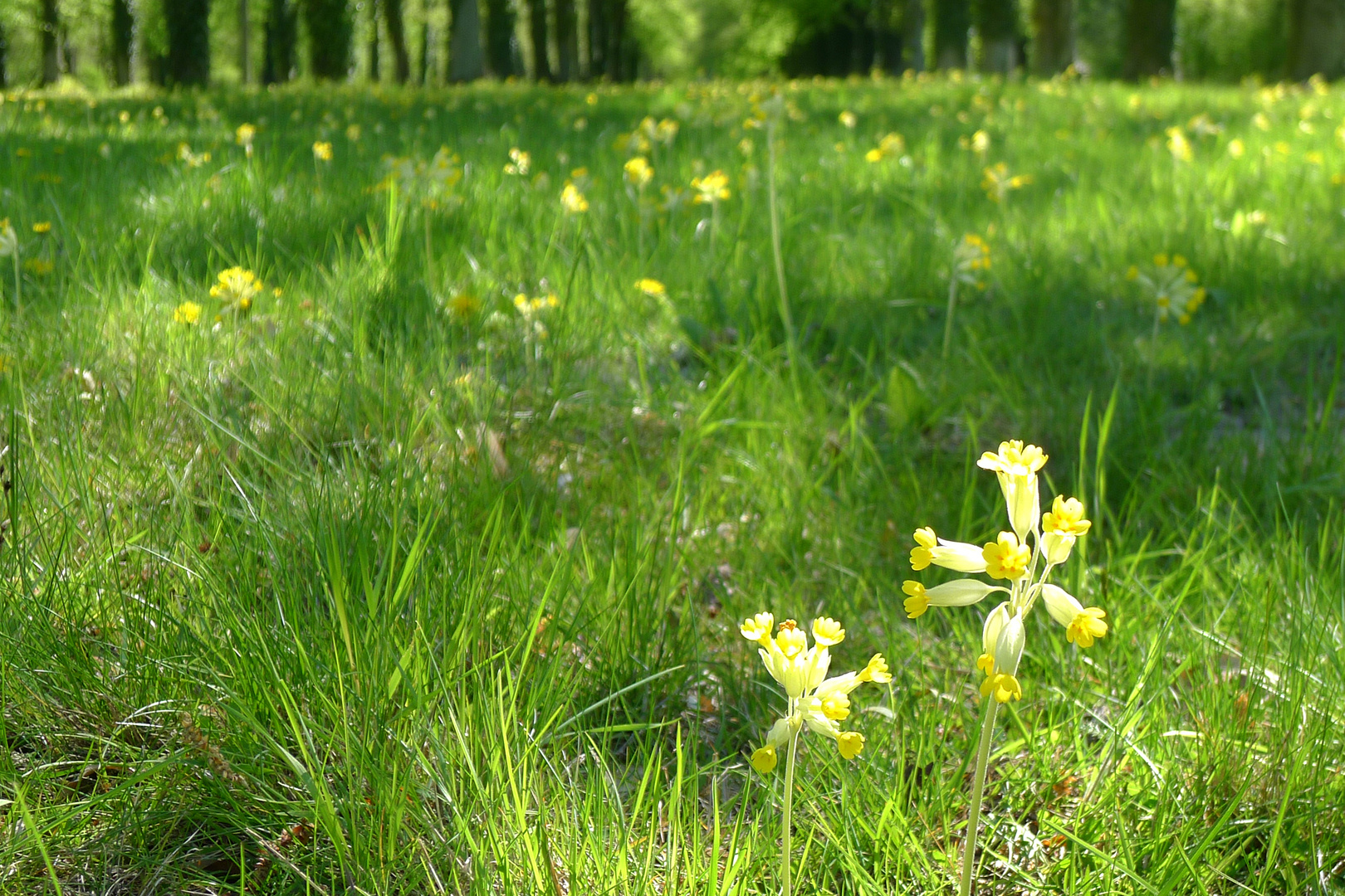 Frühling in Sanssouci