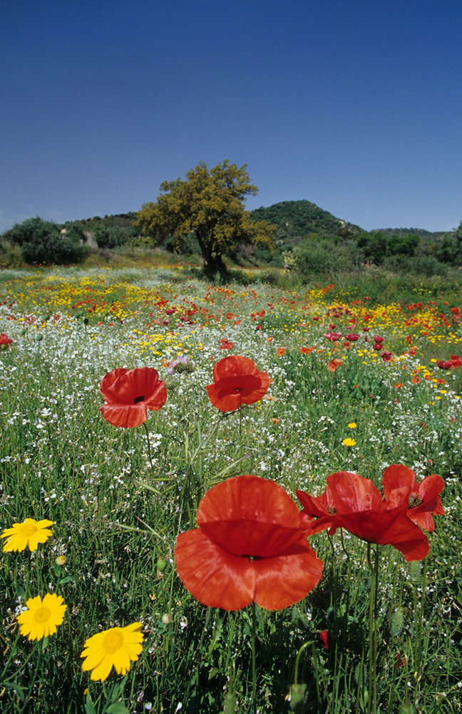 Frühling in Sardinien