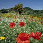 Frühling in Sardinien