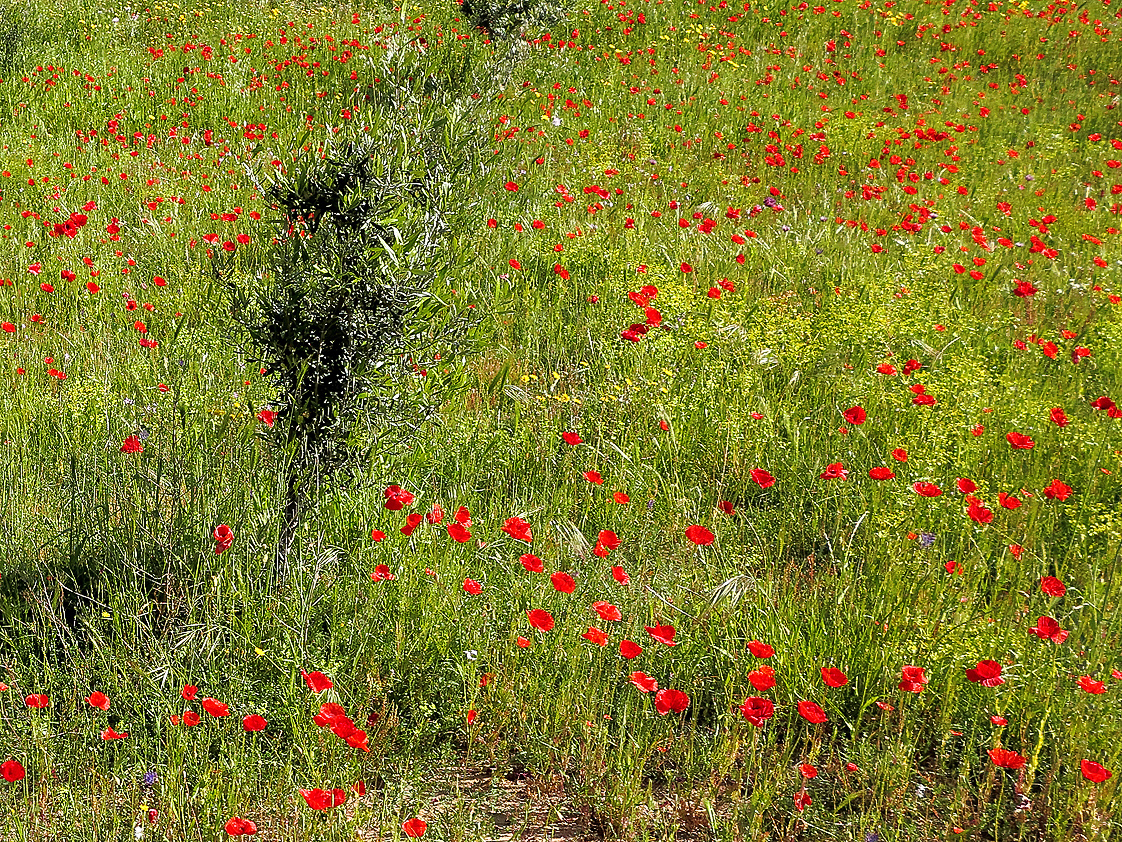 Frühling in Sardinien / Primavera in Sardegna (3)