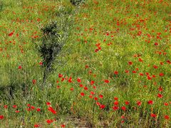 Frühling in Sardinien / Primavera in Sardegna (3)