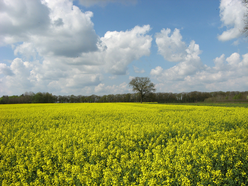 Frühling in Schleswig-Holstein