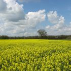 Frühling in Schleswig-Holstein