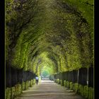 Frühling in Schönbrunner Park