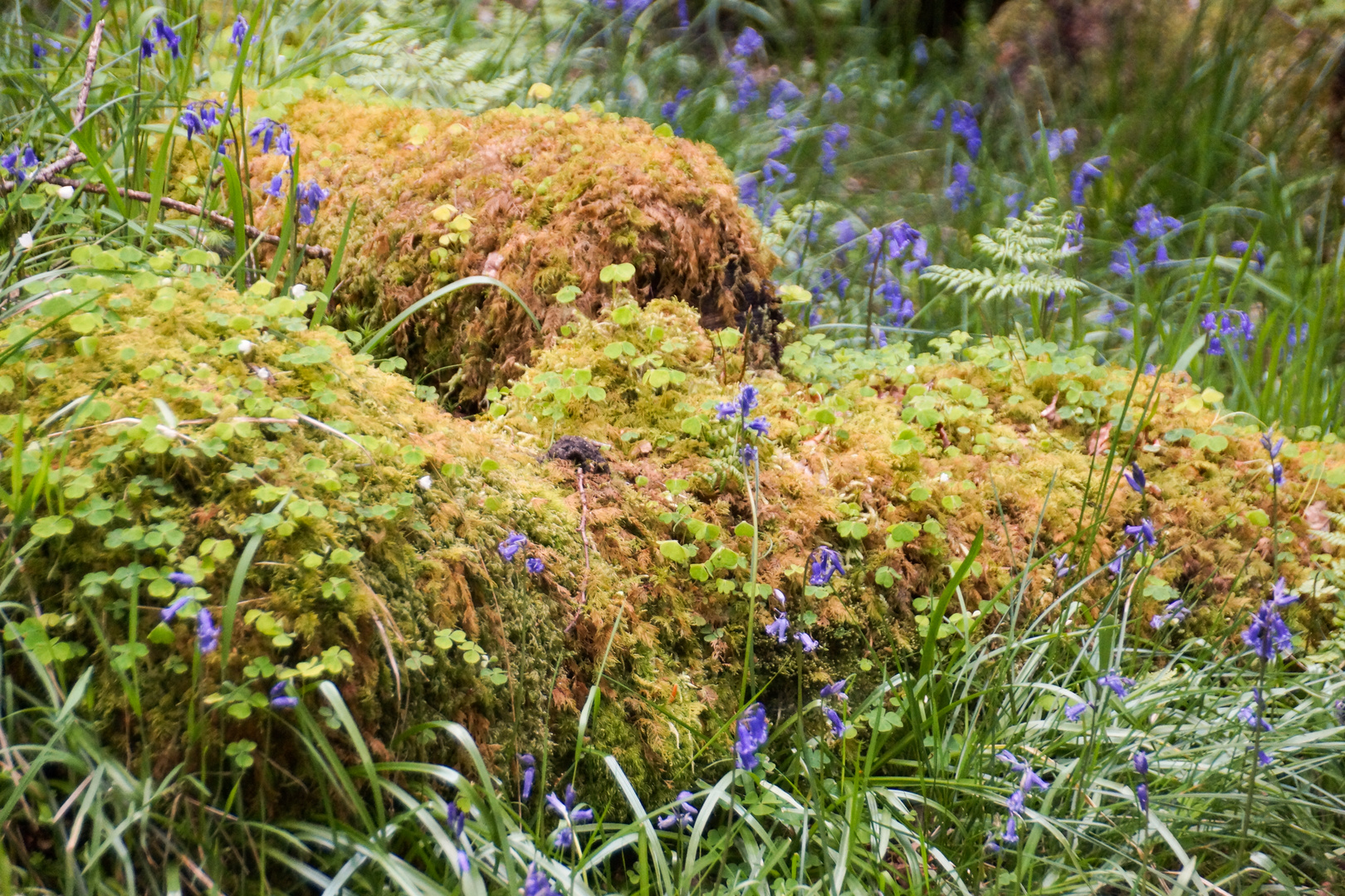 Frühling in Schottland