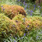 Frühling in Schottland