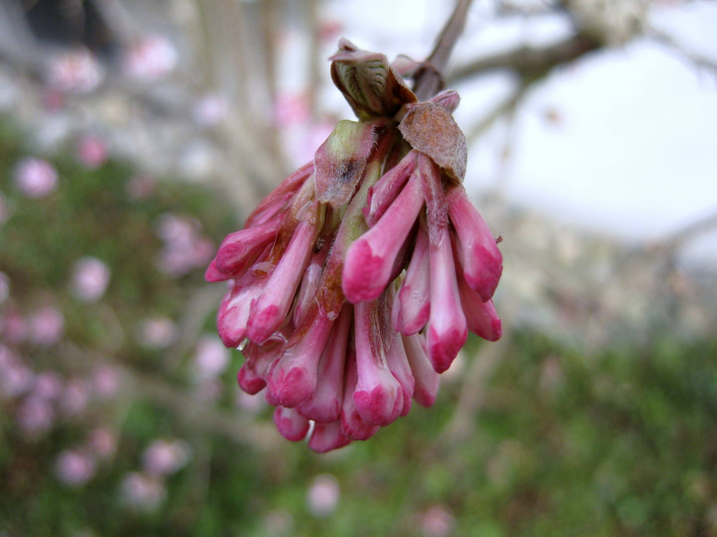 Frühling in Schwarzwald