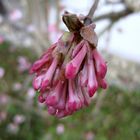 Frühling in Schwarzwald