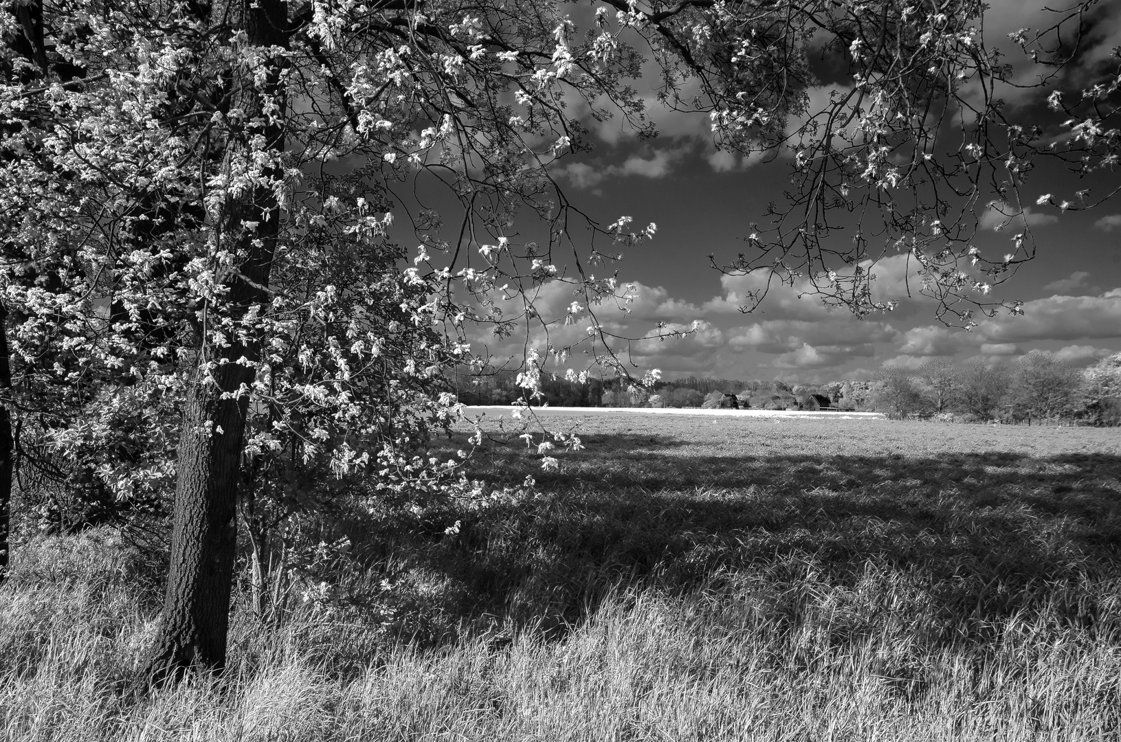 Frühling in Schwarzweiss